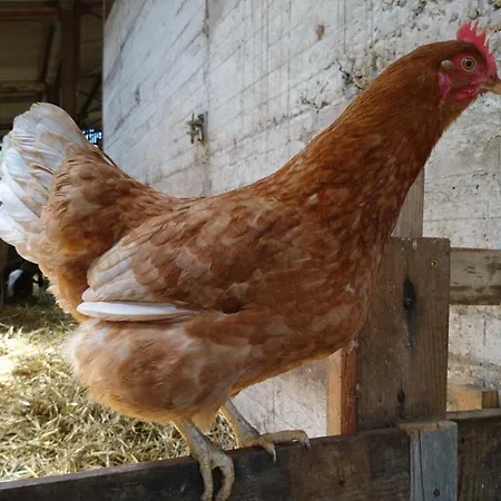 Chateau De Durianne Bed & Breakfast Le Monteil (Haute-Loire)