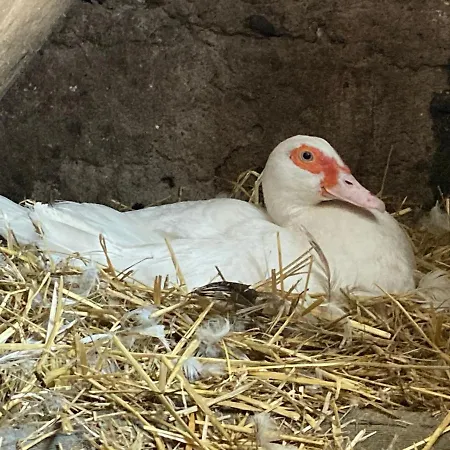 Chateau De Durianne Bed & Breakfast