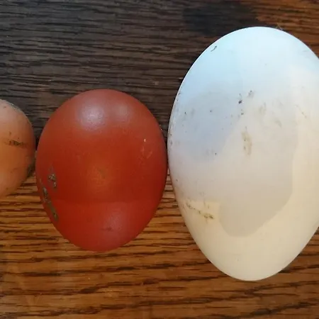 Chateau De Durianne Bed & Breakfast Le Monteil (Haute-Loire)