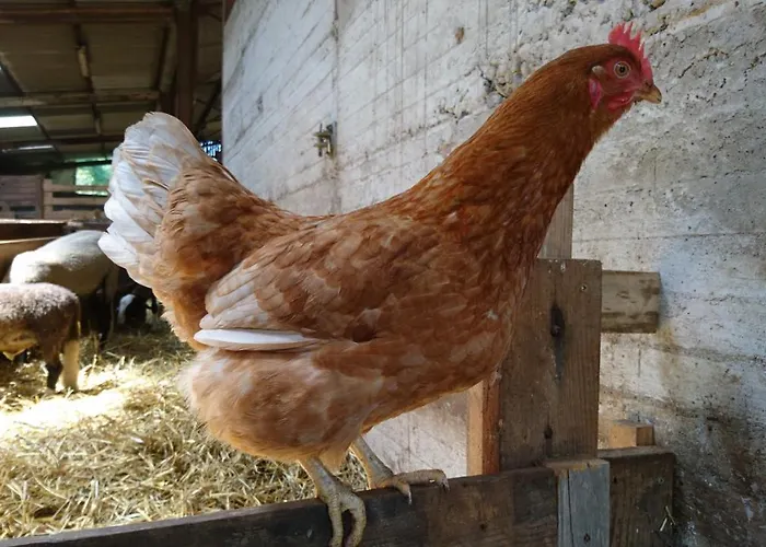 Chateau De Durianne Bed & Breakfast Le Monteil (Haute-Loire)