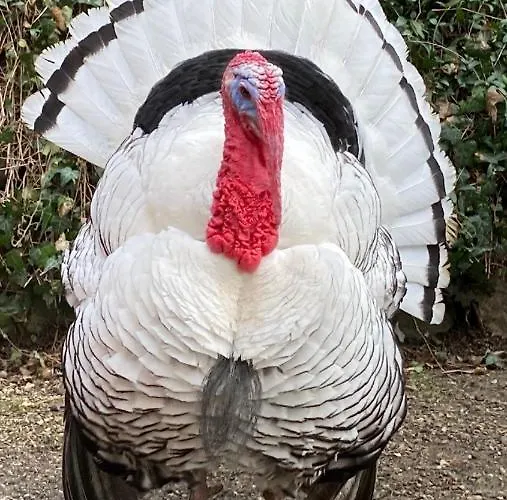 Chateau De Durianne Отель типа 