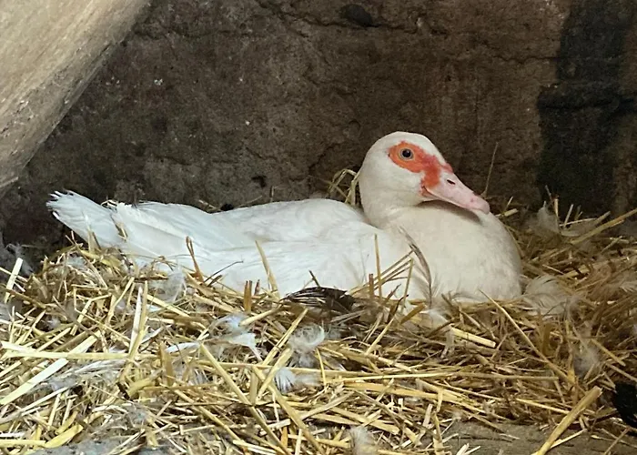 Chateau De Durianne Bed & Breakfast