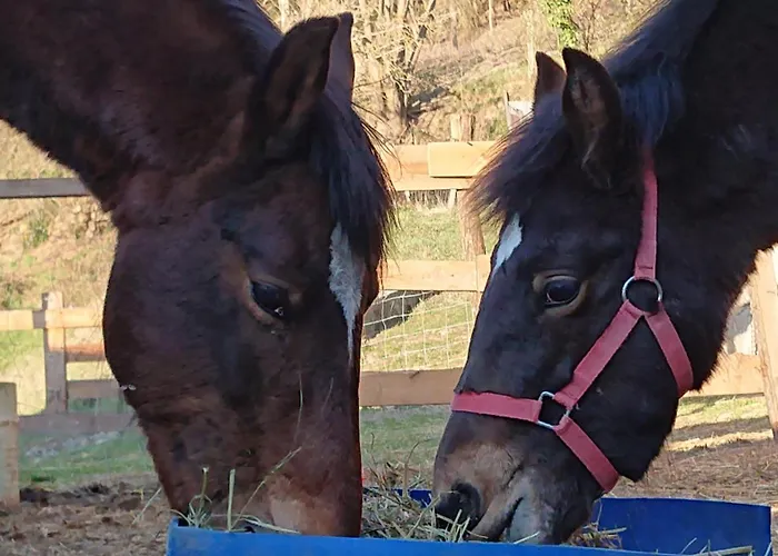 Bed & Breakfast Chateau De Durianne