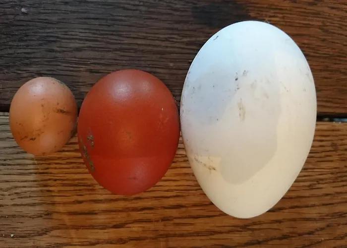 Chateau De Durianne Отель типа 